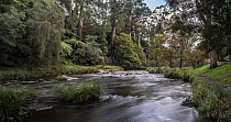 Yarra River surrounded by woodland, Warburton, Victoria, Australia. April, 2023.