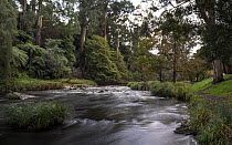 Yarra River surrounded by woodland, Warburton, Victoria, Australia. April, 2023.