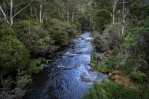 View looking down on the Yarra River surrounded by native forest, Warburton, Victoria, Australia. April, 2023.