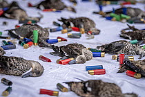 As part of an annual protest against Victoria's duck season, rows of illegally shot threatened species, protected species, as well as game species that duck shooters left dead or dying in the water ar...