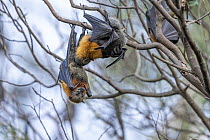 Grey-headed flying-fox (Pteropus poliocephalus) male licking female's genitals, Myuna wetlands, Doveton, Victoria, Australia.