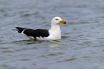 Pacific gull (Larus pacificus) on water, Sandringham, Victoria, Australia.