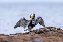 Little pied cormorant (Microcarbo melanoleucos) preening on intertidal rocks, Sandringham, Victoria, Australia.