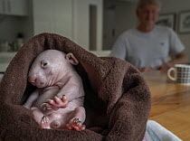 Bare-nosed wombat (Vombatus ursinus) ?rescued infant aged 4 months, wrapped in a home made pouch, with carer in background, ?Black Rock Animal Shelter, Black Rock, Victoria, Australia. ?June, 2023?. E...