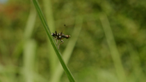 Fly (Bibio leucopterus) looking around and twitching wings whilst resting on grass stem, Cardiff, Wales, UK, August.