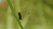 Fly (Bibio leucopterus) resting on grass stem and cleaning hind legs, Cardiff, Wales, UK, August.