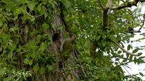 Green woodpecker (Picus viridis) perching at entrance to nest hole and feeding chick before taking flight, Cardiff, Wales, UK, July.