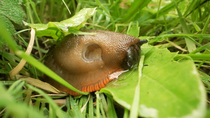 Tracking shot of Large Red Slug (Arion rufus) feeding on leaf, Cardiff, Wales, UK, August.