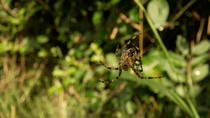 Garden Spider (Araneus diadematus) weaving spiders web, Cardiff, Wales, UK, August.