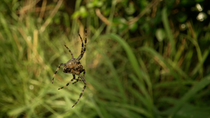 Garden Spider (Araneus diadematus) climbing up spiders web, Cardiff, Wales, UK, August.
