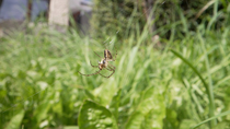 Garden Spider (Araneus diadematus) wrapping Fly (Diptera) in webbing in garden, Cardiff, Wales, UK, August.