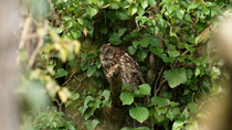Tawny Owl (Strix Aluco) female wiping beak on branch whilst perching in tree, Cardiff, Wales, UK, April.
