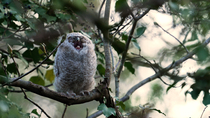 Tawny Owl (Strix Aluco) chick perching on branch and yawning, Cardiff, Wales, UK, April.