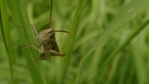 Field Grasshopper (Chorthippus brunneus) walking backwards down plant stem, Cardiff, Wales, UK, August.