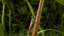 Field Grasshopper (Chorthippus brunneus) cleaning antennae whilst resting on plant stem, Cardiff, Wales, UK, August.