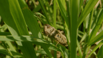 Field Grasshopper (Chorthippus brunneus) cleaning eye with front foot whilst resting on grass blade, Cardiff, Wales, UK, August.