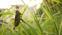 Field Grasshopper (Chorthippus brunneus) feeding on grass blade in garden with house behind, Cardiff, Wales, UK, August.