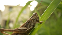 Field Grasshopper (Chorthippus brunneus) feeding on grass blade in garden with house behind, Cardiff, Wales, UK, August.