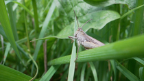 Field Grasshopper (Chorthippus brunneus) feeding on grass blade, Cardiff, Wales, UK, August.