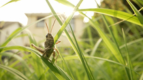 Field Grasshopper (Chorthippus brunneus) feeding on blades of grass in garden with houses behind, Cardiff, Wales, UK, August.