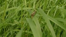 Field Grasshopper (Chorthippus brunneus) resting on grass blade and waving front leg before jumping onto nearby blade, Cardiff, Wales, UK, August.