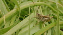 Field Grasshopper (Chorthippus brunneus) singing whilst sitting in grass, Cardiff, Wales, UK, August.