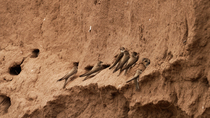 Sandmartins (Riparia riparia) perching outside of nest holes with chicks inside begging for food. Two enter and one leaves frame as another flies through, Abergavenney, Wales, June.
