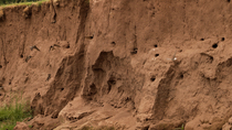 Colony of Sandmartins (Riparia riparia) entering nesting holes in cliff. Multiple birds enter and leave frame, Abergavenney, Wales, June.