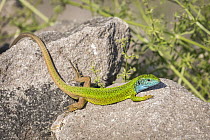 European green lizard (Lacerta viridis) male, basking on rocks, near Bratsigovo, Bulgaria. June.