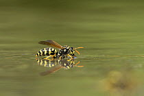 European paper wasp (Polistes dominula) drinking from puddle in hot weather, Rhodope Mountains, Bulgaria. June.