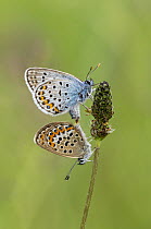 Silver-studded blue butterflies (Plebejus argus) pair mating, near Bratsigovo, Bulgaria. June.