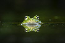 Marsh frog (Pelophylax ridibundus) in pond, near Bratsigovo, Bulgaria. June.