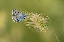 False eros blue butterfly (Polyommatus eroides) resting on grass seedhead, Rhodope Mountains, Bulgaria. June.