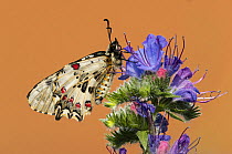 Eastern festoon butterfly (Allancastria cerisyi) resting on flower, near Bratsigovo, Bulgaria. June.