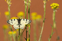 Eastern festoon butterfly (Allancastria cerisyi) resting among wildflowers, near Bratsigovo, Bulgaria. June.