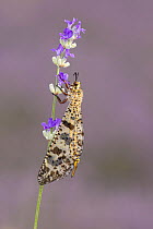 Antlion (Palpares libelluloides) imago clinging to Lavender (Lavandula sp.) flower in lavender field, near Bratsigovo, Bulgaria. June.