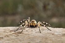 European tarantula (Lycosa praegrandis) female, resting on rock in dry grassland habitat, near Bratsigovo, Bulgaria. June.