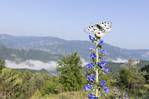Apollo butterfly (Parnassius apollo) resting on Viper's-bugloss (Echium vulgare) with mountains in background, Rhodope Mountains, Bulgaria. June.