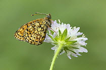 Twin-spot fritillary butterfly (Brenthis hecate) resting on scabious (Scabiosa sp.) flower, Rhodope Mountains, Bulgaria. June.