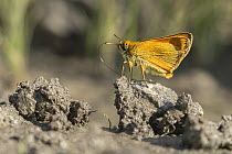 Large skipper butterfly (Ochlodes sylvanus) feeding on salts on damp ground, Rhodope Mountains, Bulgaria. June.