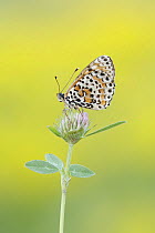 Spotted fritillary butterfly (Melitaea didyma) resting on flower, Rhodope Mountains, Bulgaria. June.