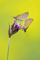 Small skipper butterflies (Thymelicus sylvestris) pair mating, Rhodope Mountains, Bulgaria. June.