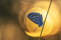 Silver-studded blue butterfly (Plebejus argus) resting on a stem, backlit at sunset, Rhodope Mountains, Bulgaria. June.