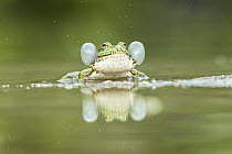 Marsh frog (Pelophylax ridibundus) in pond vocalising, courtship display, near Bratsigovo, Bulgaria. May.