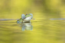 Marsh frog (Pelophylax ridibundus) in pond vocalising, courtship display, near Bratsigovo, Bulgaria. May.