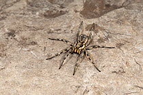 European tarantula (Lycosa praegrandis) female, resting on rock in dry grassland habitat, near Bratsigovo, Bulgaria. June.