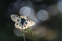 Apollo butterfly (Parnassius apollo) basking in morning sunlight, Rhodope Mountains, Bulgaria. June.