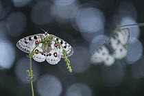 Two Apollo (Parnassius apollo) butterflies roosting, Rhodope Mountains, Bulgaria. June.
