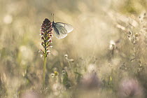 Black-veined white butterfly (Aporia crataegi) roosting on Burnt orchid (Orchis ustulata), Rhodope Mountains, Bulgaria. June.