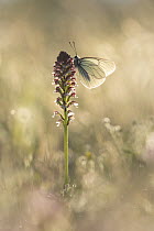 Black-veined white butterfly (Aporia crataegi) roosting on Burnt orchid (Orchis ustulata), Rhodope Mountains, Bulgaria. June.